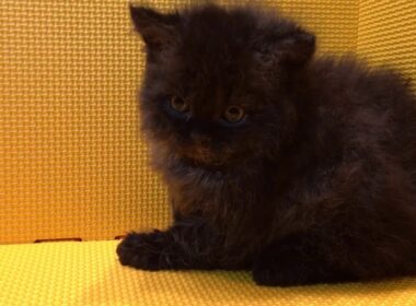 2017.11.16セルカークレックス ブラック