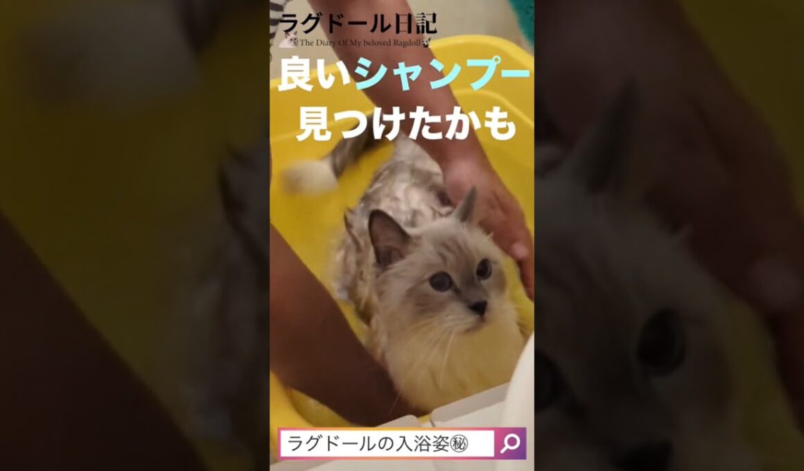 【極上猫用シャンプー】猫ちゃんのお風呂タイムに密着。プアインタのこだわりのシャンプーが良すぎて、サラサラもふもふのラグドールが誕生。#ラグドール #ロシアンブルー #プアインタ #puainta