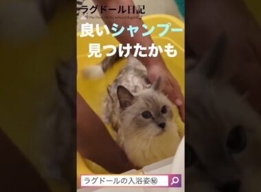 【極上猫用シャンプー】猫ちゃんのお風呂タイムに密着。プアインタのこだわりのシャンプーが良すぎて、サラサラもふもふのラグドールが誕生。#ラグドール #ロシアンブルー #プアインタ #puainta
