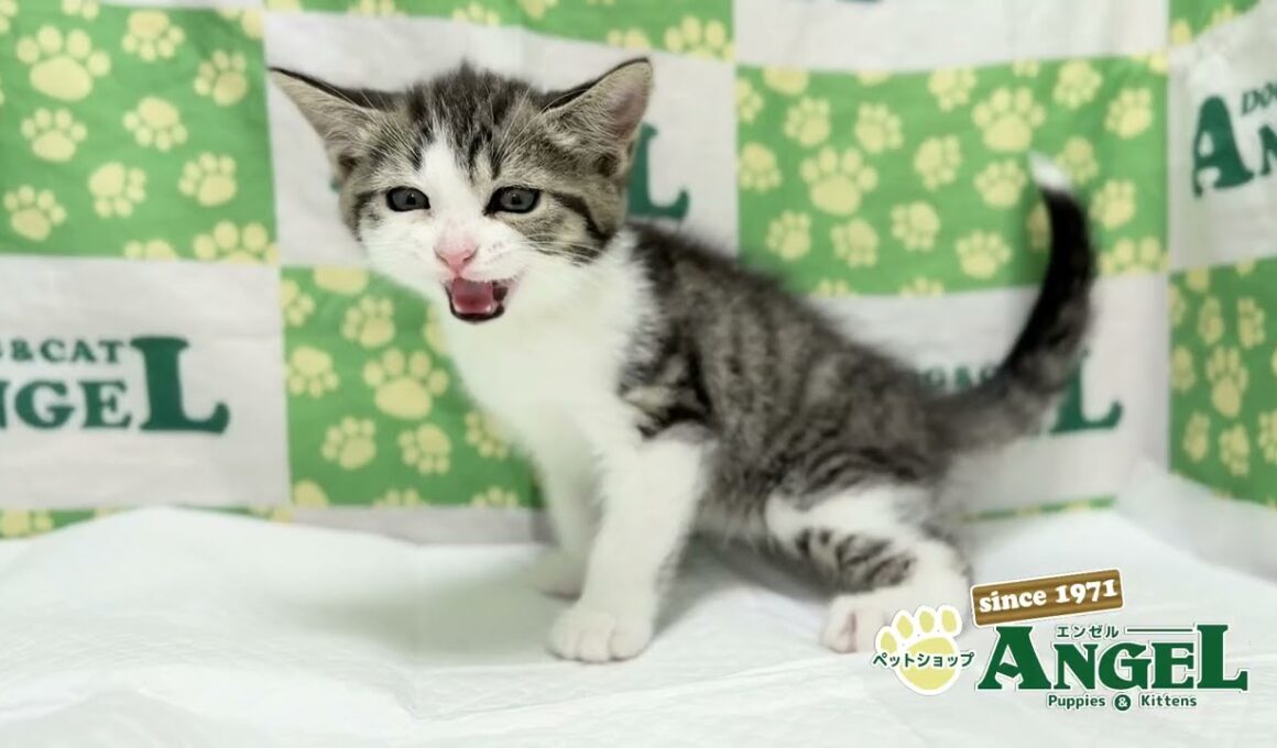 スコティッシュフォールド 2510031 【ペットショップエンゼル　子犬・子猫販売】