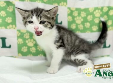 スコティッシュフォールド 2510031 【ペットショップエンゼル　子犬・子猫販売】