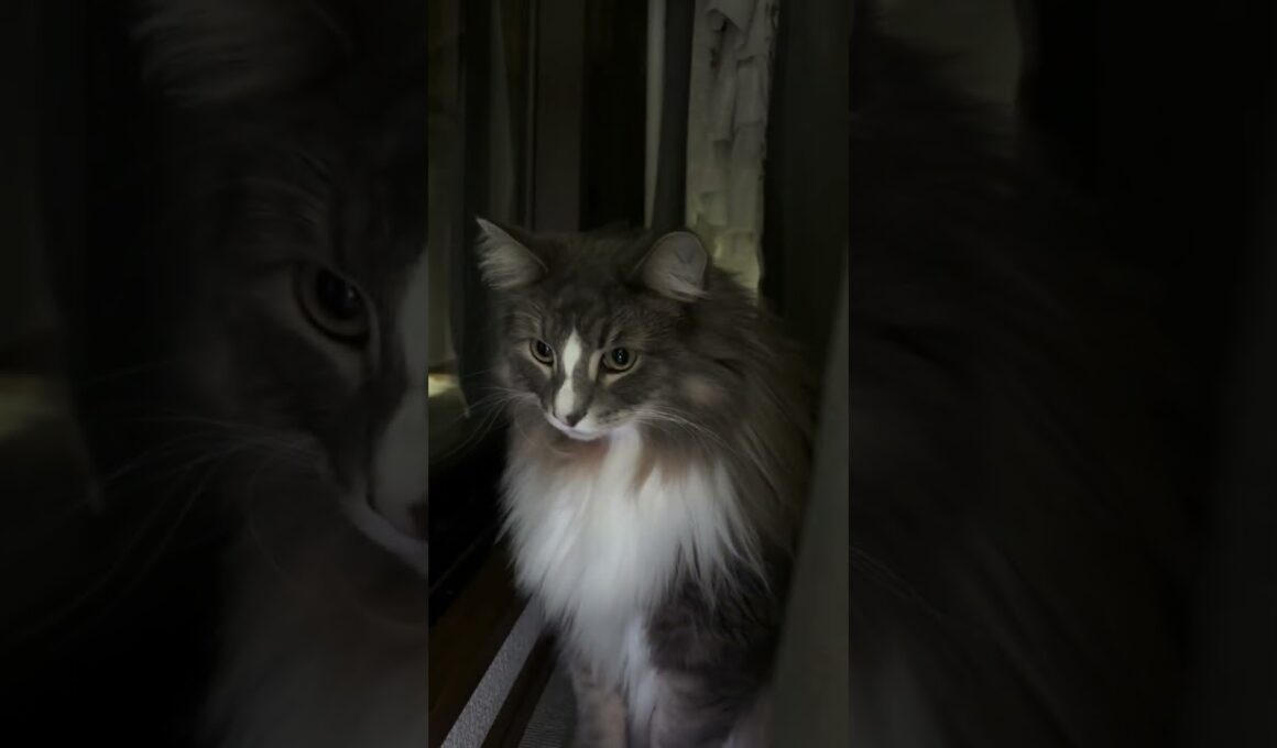 カーテンの奥には… #ノルウェージャンフォレストキャット #猫のいる暮らし #cat #ねこ #猫