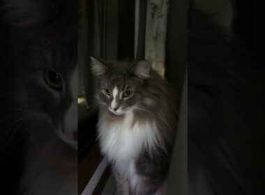 カーテンの奥には… #ノルウェージャンフォレストキャット #猫のいる暮らし #cat #ねこ #猫