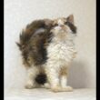 セルカークレックス子猫　Selkirk Rex　2025.5.28産まれ　キャリコ　三毛猫　巻き毛　女の子　シーダキャット猫のお店