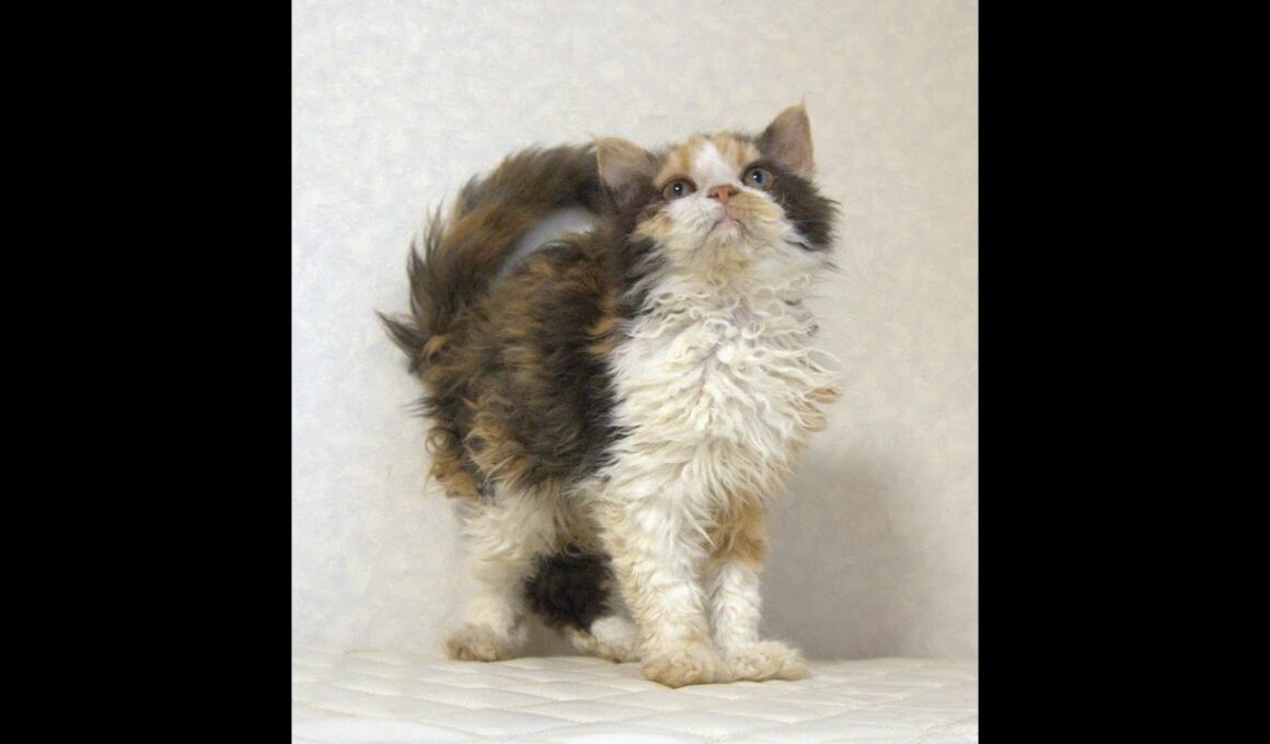 セルカークレックス子猫　Selkirk Rex　2025.5.28産まれ　キャリコ　三毛猫　巻き毛　女の子　シーダキャット猫のお店