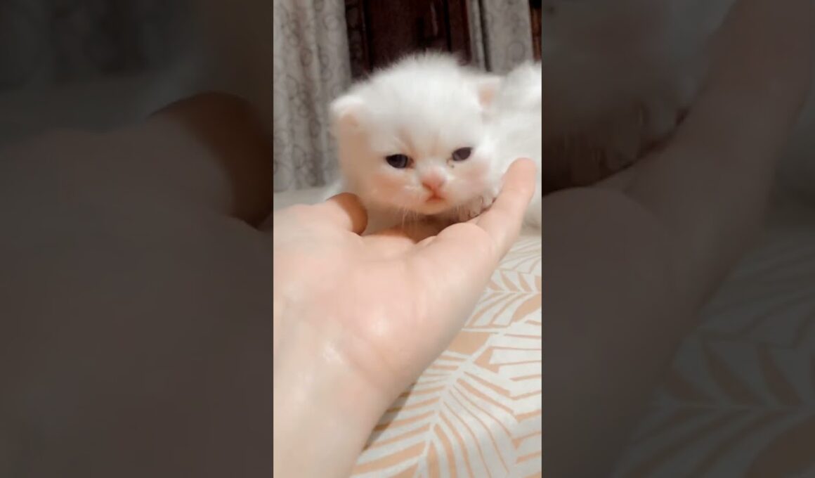 cute little baby of 15 days 🥰♥️♥️ #cat #cute #kitten #cutecat #子ネコ #赤ちゃん #kucinganggoralucudanimut