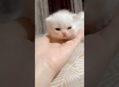 cute little baby of 15 days 🥰♥️♥️ #cat #cute #kitten #cutecat #子ネコ #赤ちゃん #kucinganggoralucudanimut