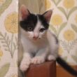 やんちゃしすぎて初めて先住猫に叱られてしまった子猫