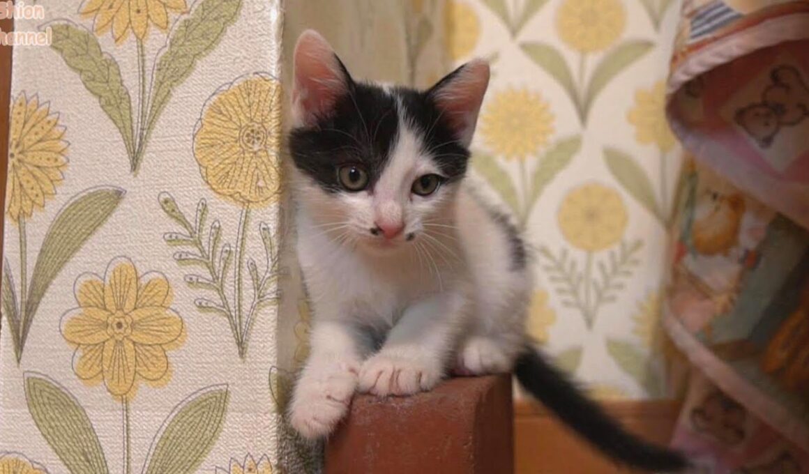 やんちゃしすぎて初めて先住猫に叱られてしまった子猫