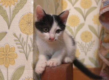 やんちゃしすぎて初めて先住猫に叱られてしまった子猫