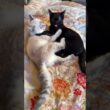 朝日の中、じゃれあう子ネコ2匹。シャムの雫と黒猫の黒夢