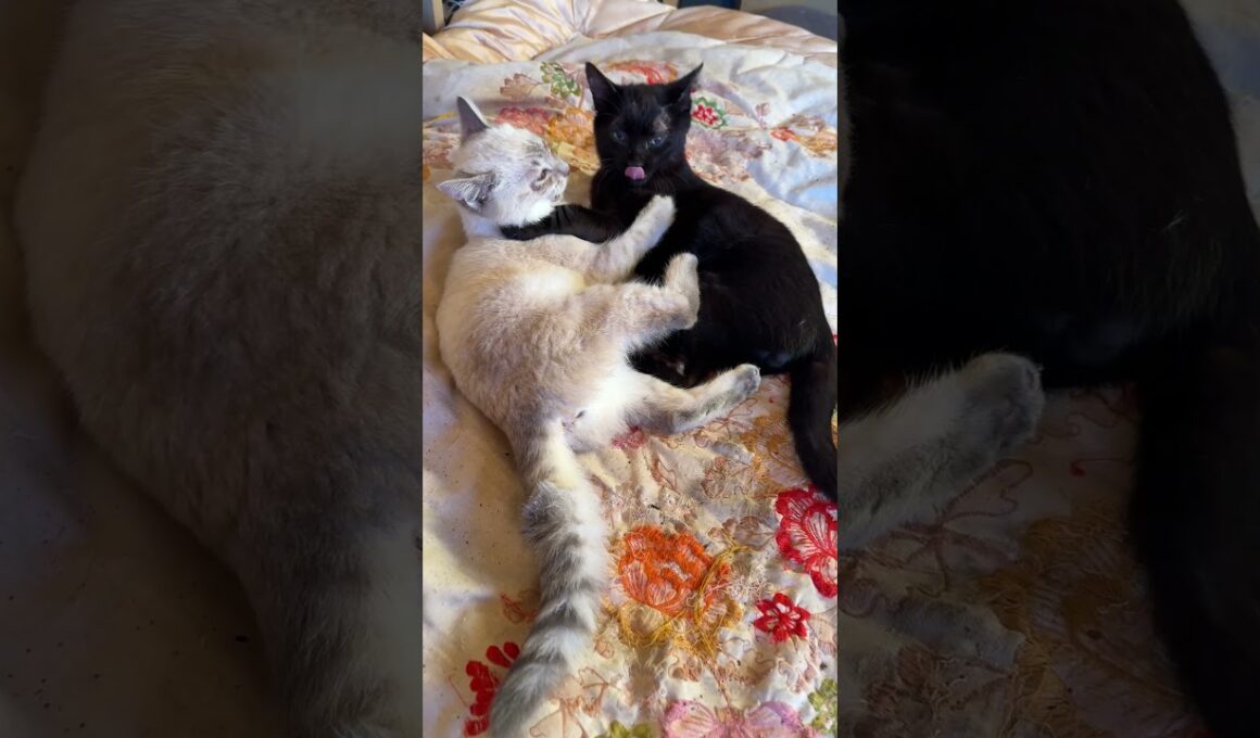 朝日の中、じゃれあう子ネコ2匹。シャムの雫と黒猫の黒夢
