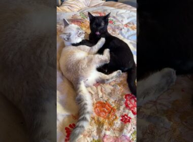 朝日の中、じゃれあう子ネコ2匹。シャムの雫と黒猫の黒夢