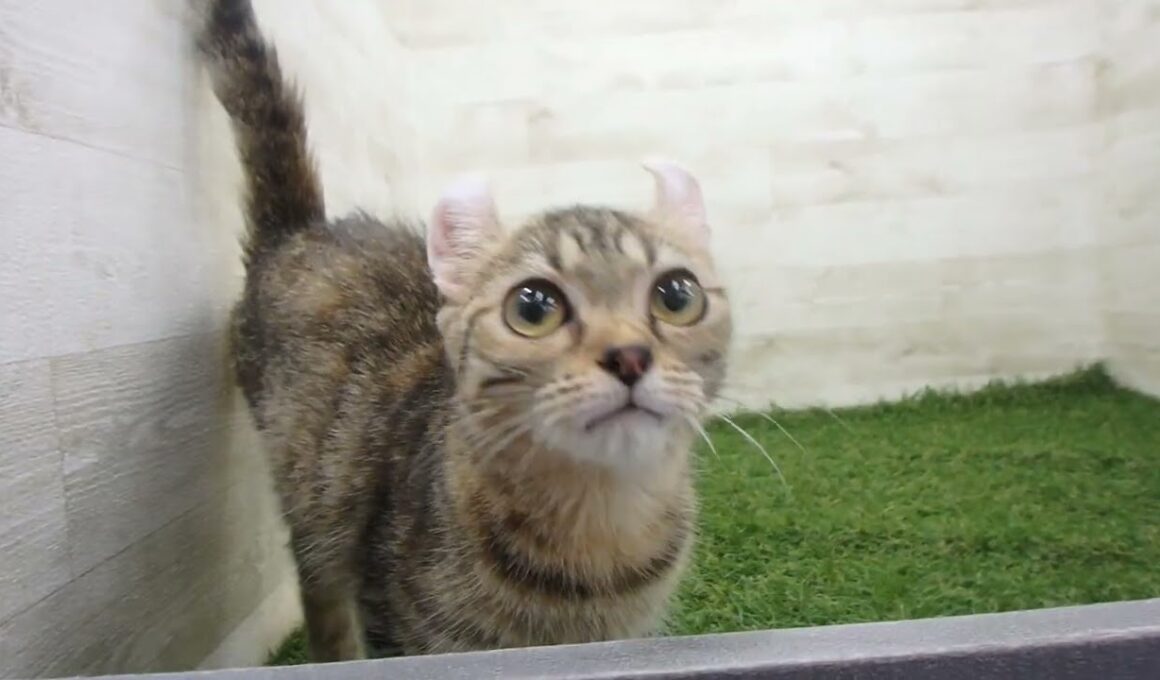 Coo&RIKU　No00704695 アメリカンカール