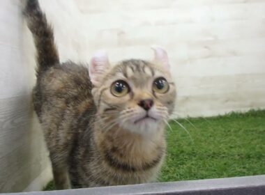 Coo&RIKU　No00704695 アメリカンカール