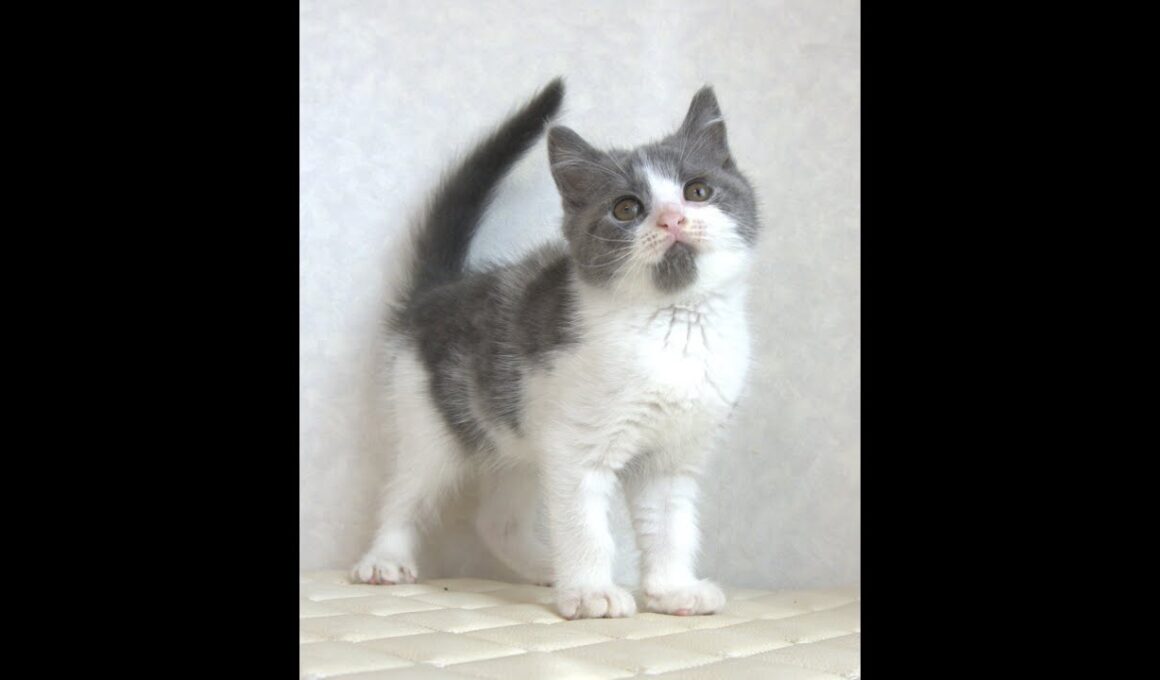 ブリティッシュショートヘアー子猫　British Shorthair　2025.8.９産まれ　　　ブルー＆ホワイト　男の子　シーダキャット猫のお店