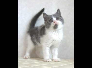 ブリティッシュショートヘアー子猫　British Shorthair　2025.8.９産まれ　　　ブルー＆ホワイト　男の子　シーダキャット猫のお店