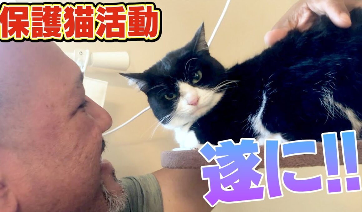 【多頭飼育崩壊から保護猫へ】サンシャイン池崎一門のラミレスおじさんのお家で急成長したサクラが遂に！