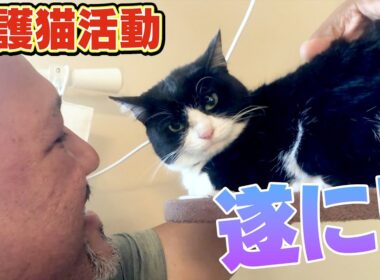 【多頭飼育崩壊から保護猫へ】サンシャイン池崎一門のラミレスおじさんのお家で急成長したサクラが遂に！