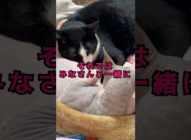 スフィンクス猫にハマるハチワレ猫🤣#short #cat #猫 #猫のいる暮らし #lifewithcats #sphynx