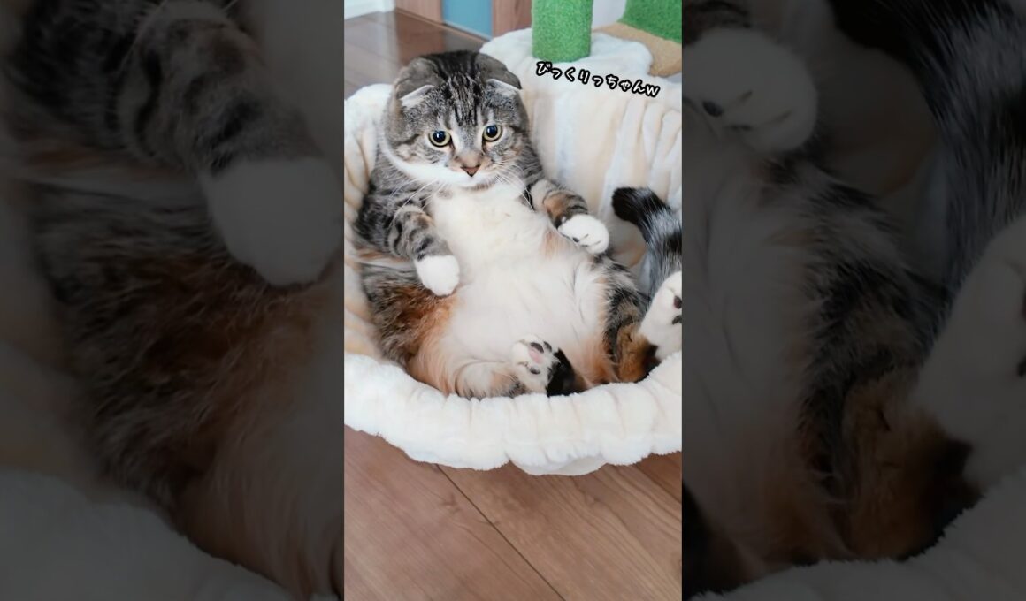 新居1本目のキャットタワーでりっちゃんがラッコになっちゃったでごわす🤣 #猫