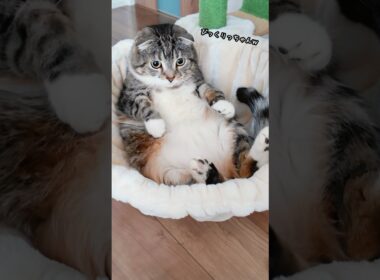 新居1本目のキャットタワーでりっちゃんがラッコになっちゃったでごわす🤣 #猫