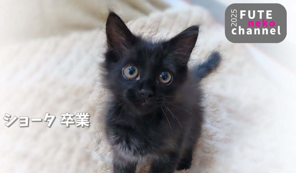 ショータ 卒業【保護子猫】