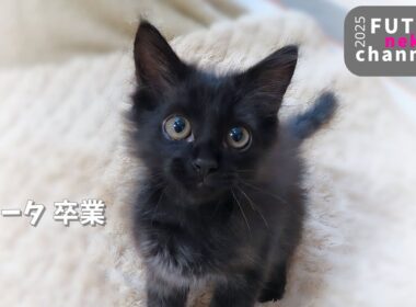 ショータ 卒業【保護子猫】