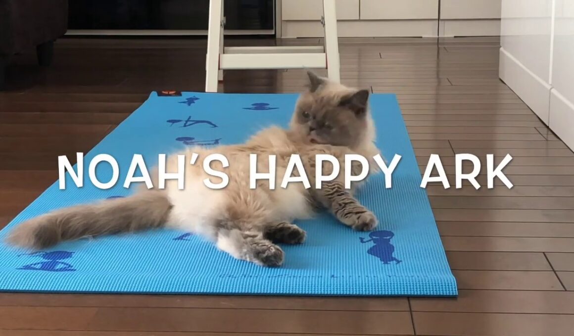 ヨガを一緒にやりたい猫 [ヒマラヤン]／Cat who want to do yoga together [Himalayan]