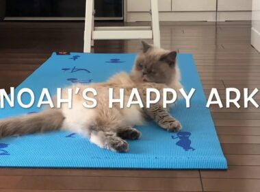 ヨガを一緒にやりたい猫 [ヒマラヤン]／Cat who want to do yoga together [Himalayan]