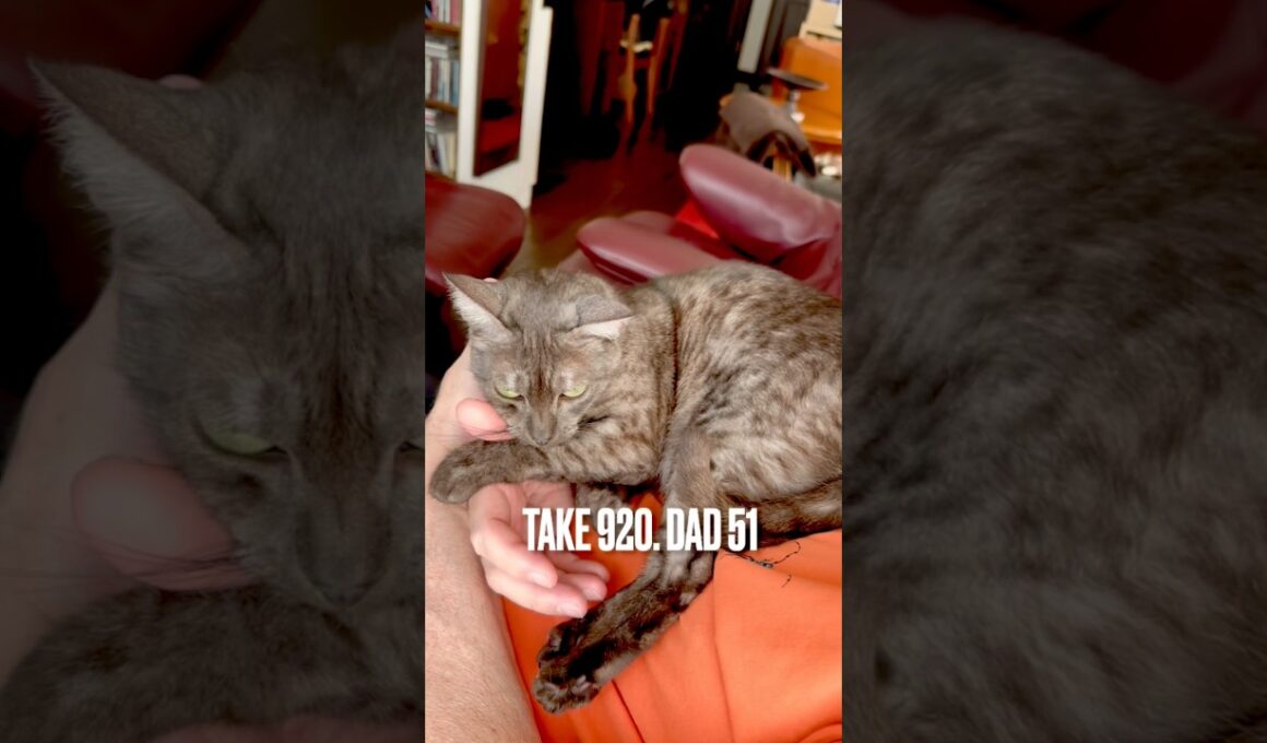 #パパとラブラブ #大好きなパパ の #手を引き寄せる猫 #egyptianmaucat #エジプシャンマウ #エジプシャンマウスモーク #エジプシャンマウの仲間たち #至福の時間 #shorts