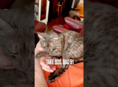 #パパとラブラブ #大好きなパパ の #手を引き寄せる猫 #egyptianmaucat #エジプシャンマウ #エジプシャンマウスモーク #エジプシャンマウの仲間たち #至福の時間 #shorts