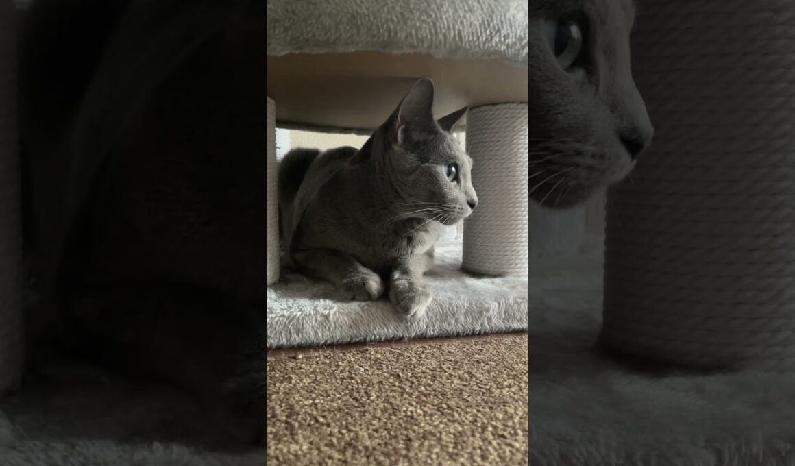 #ロシアンブルー #cat #猫のいる暮らし