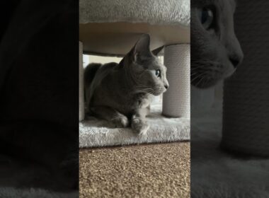 #ロシアンブルー #cat #猫のいる暮らし