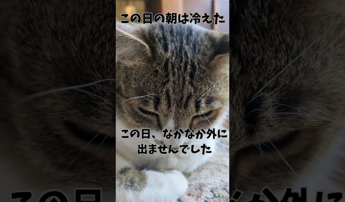 猫には今朝は寒かったようで、早々に帰ってきました