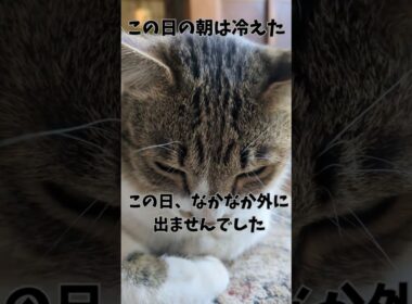 猫には今朝は寒かったようで、早々に帰ってきました