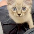 保護して数日でべったり甘えてくる子猫