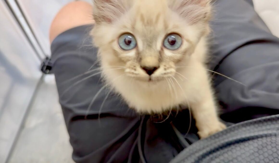 保護して数日でべったり甘えてくる子猫