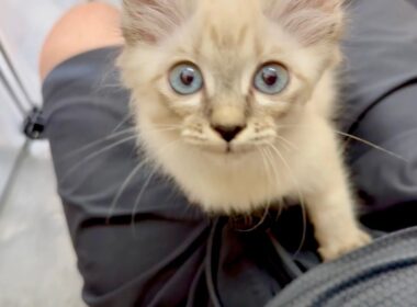 保護して数日でべったり甘えてくる子猫