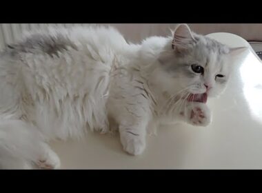 今日のにゃんず🐱#ミヌエット#ラガマフィン#ラグドール#猫#ねこ#子猫#小猫#live #live配信#ライブ#ライブ配信#猫配信#猫動画#cat#kitten#minuet#ragdoll