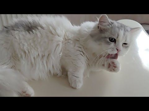 今日のにゃんず🐱#ミヌエット#ラガマフィン#ラグドール#猫#ねこ#子猫#小猫#live #live配信#ライブ#ライブ配信#猫配信#猫動画#cat#kitten#minuet#ragdoll