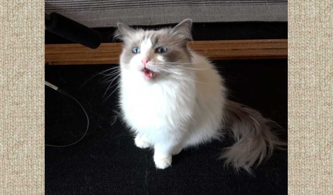 ラグドール猫のカワイイ鳴き声いろいろ［Ragdoll Cat Ruu #516］Fluffy Ragdoll Cat Meowing