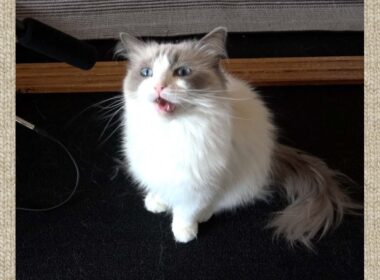 ラグドール猫のカワイイ鳴き声いろいろ［Ragdoll Cat Ruu #516］Fluffy Ragdoll Cat Meowing