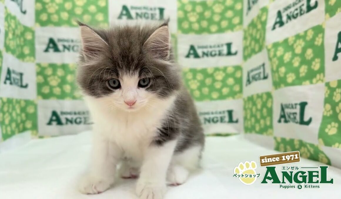 サイベリアン 2509041 【ペットショップエンゼル　子犬・子猫販売】