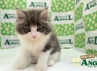 サイベリアン 2509041 【ペットショップエンゼル　子犬・子猫販売】