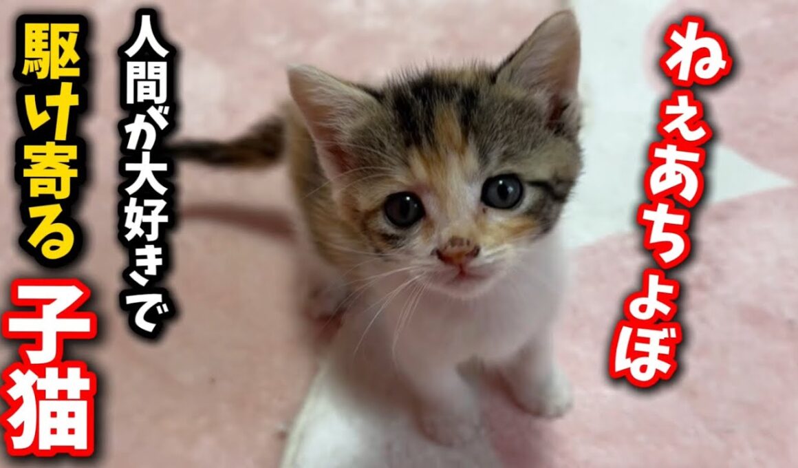 人間が大好きで駆け寄る生後1ヶ月の子猫の姿