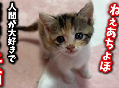 人間が大好きで駆け寄る生後1ヶ月の子猫の姿