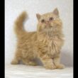 セルカークレックス子猫　Selkirk Rex　2025.5.28産まれ　レッドタビー　巻き毛　セミロング　男の子　シーダキャット猫のお店