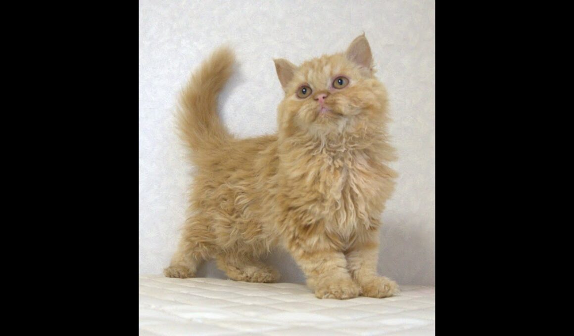 セルカークレックス子猫　Selkirk Rex　2025.5.28産まれ　レッドタビー　巻き毛　セミロング　男の子　シーダキャット猫のお店