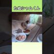 野良猫、地域猫の、たぬシャムくんも、水で柔らかくなったカリカリが好きみたい。